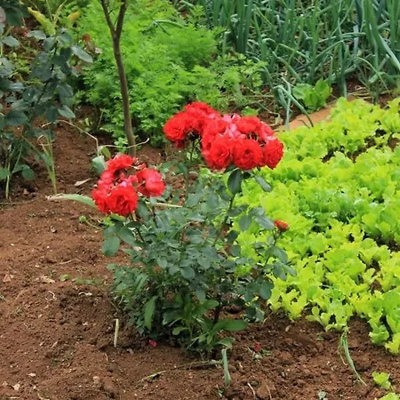 With A Parking Space Lovran, Opatija - 7802 *