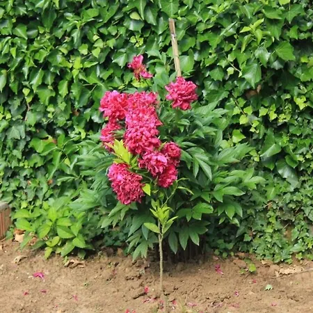 Apartamento With A Parking Space Lovran, Opatija - 7802 Lovran